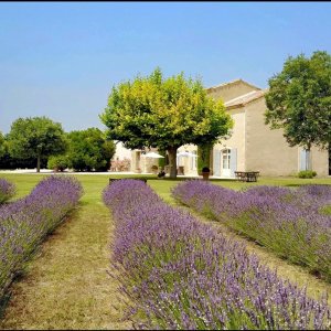 Photo 5 - Provencal Bastide - Champs de lavande en Provence