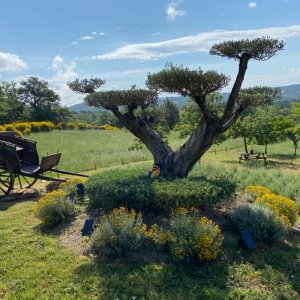 Photo 10 - Bastide Provençale parfaite pour des shootings photos, des tournages, des réunions ou des retraites - 