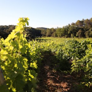 Photo 28 - Large estate between vineyard and forest - Vignes