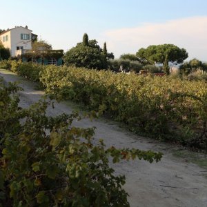 Photo 2 - Saint-Tropez villa and small vineyard  - 