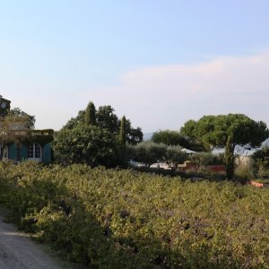 Photo 3 - Saint-Tropez villa and small vineyard  - 